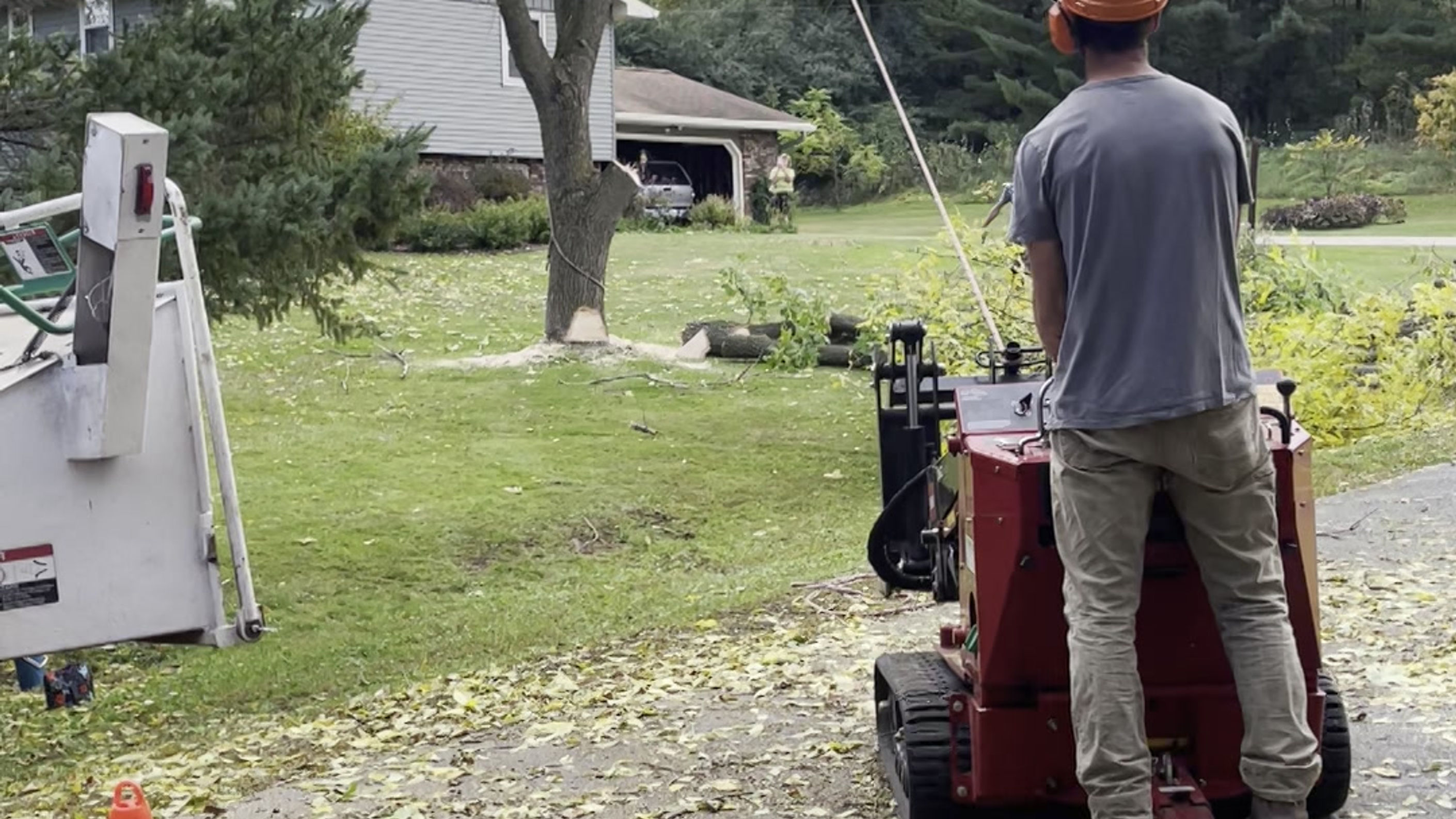 Ash tree removal